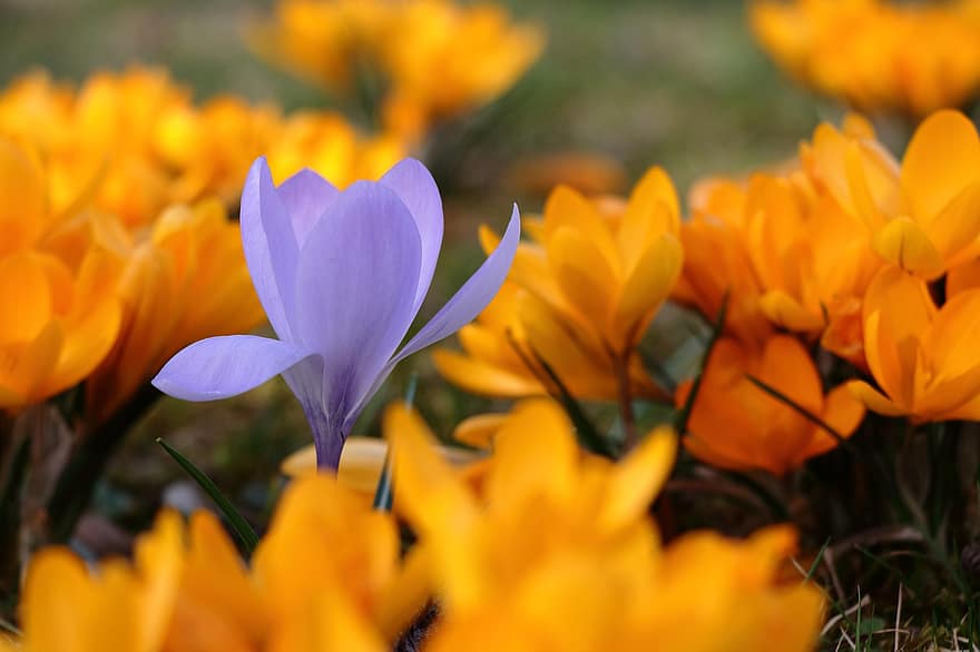 krokus, kwiaty, rośliny, fioletowy krokus, Pomarańczowy Krokus, kwiat, wiosna, pole, roślina, żółty, głowa kwiatu