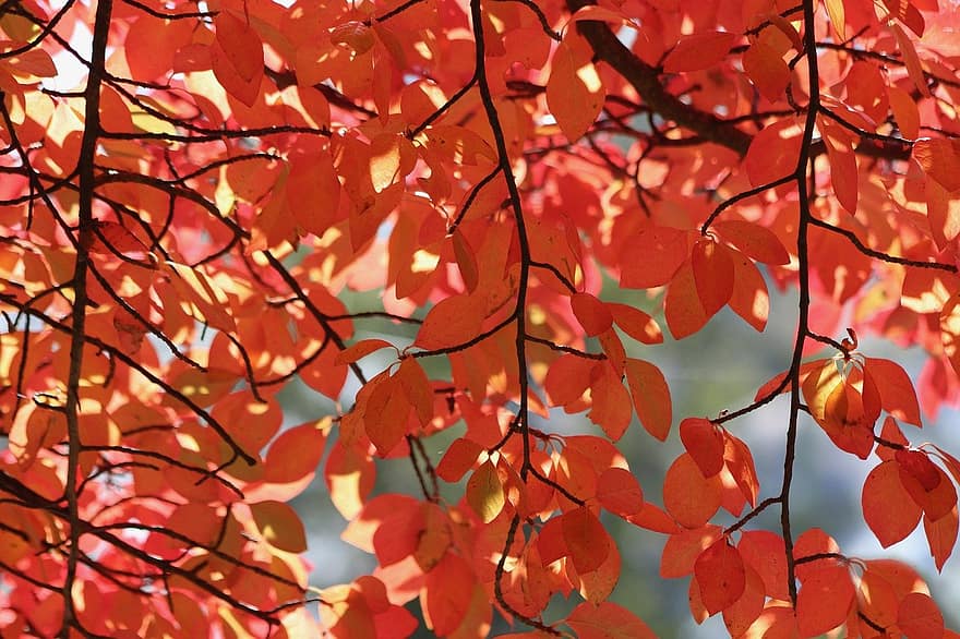 tupelo medis, rudens lapai, raudoni lapai, lapai, ruduo, medis, geltona, sezoną, fonas, miškas, ryškios spalvos