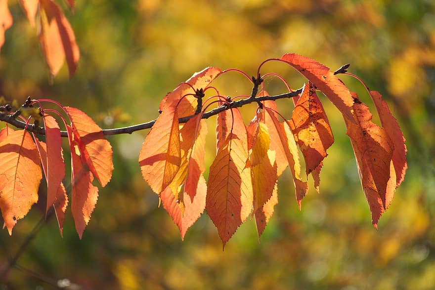 листья, ветка, падать, листва, осень, дерево, завод, осенний цвет, цвет осени, природа, боке
