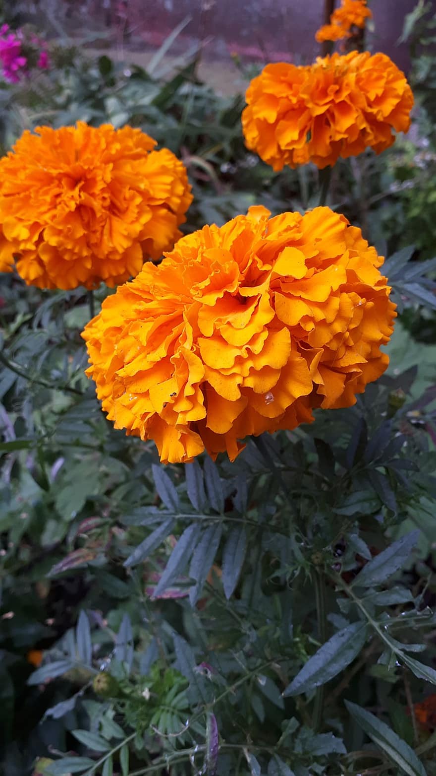 mexicansk marigold, blomster, planter, morgenfrue, orange blomster, kronblade, flor, blade, natur