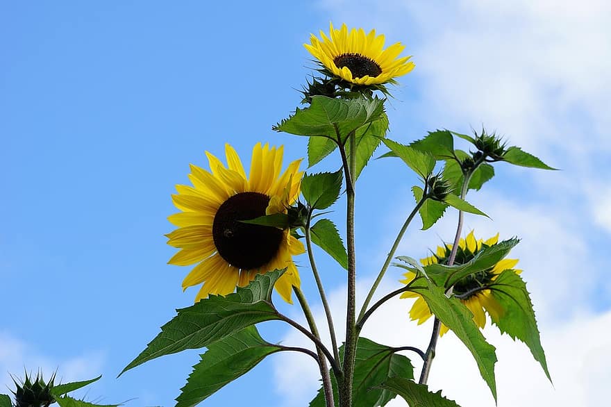 bunga matahari, bunga-bunga, bunga kuning, kelopak, kelopak kuning, mekar, berkembang, flora, tanaman, Daun-daun, musim panas