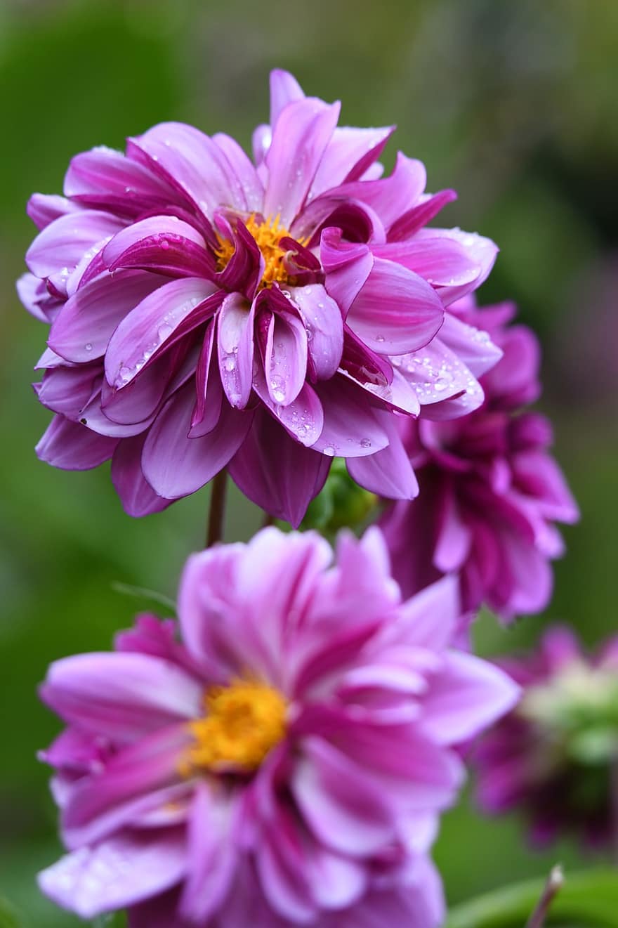 Dahlias, Purple Dahlias, Morning Dew, Wet, Dew, Droplets, Flowers, Purple Flowers, Bloom, Blossom, Petals