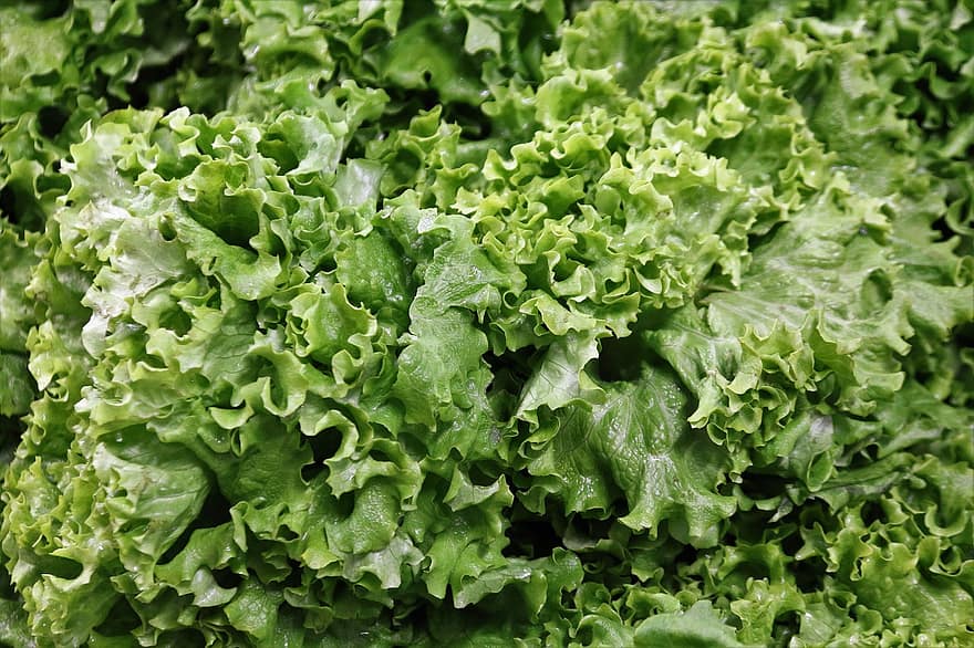 салат, овочі, їжа, виробляти, органічні, природний, листові овочі, листя салату, салат айсберг, здоровий, харчування