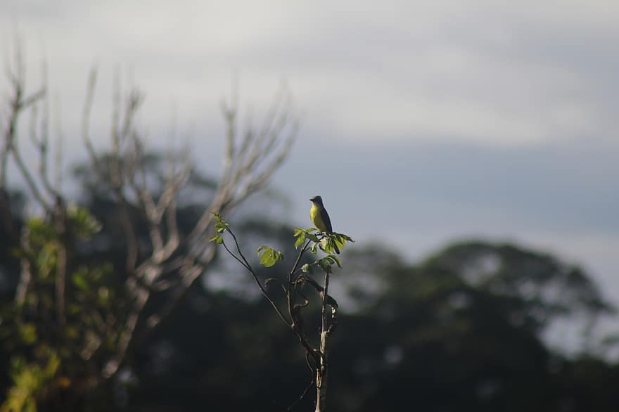 ptak, ornitologia, las amazoński, obserwowanie ptaków, Las, drzewa, las, Natura