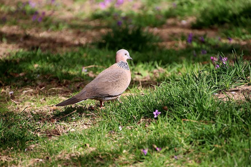 Spotted Dove, Dove, Bird, Streptopelia Chinensis, Animal, Plumage, Beak, Grass, Meadow, Nature, Ornithology
