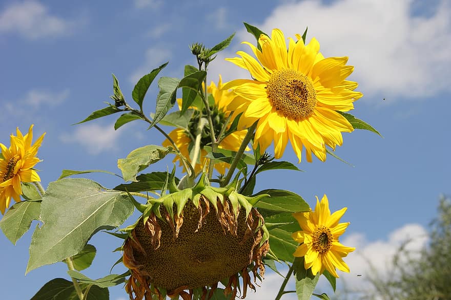 Sunflower, Flowers, Plant, Yellow Flowers, Wilted, Petals, Bloom, Leaves, Withered, Nature