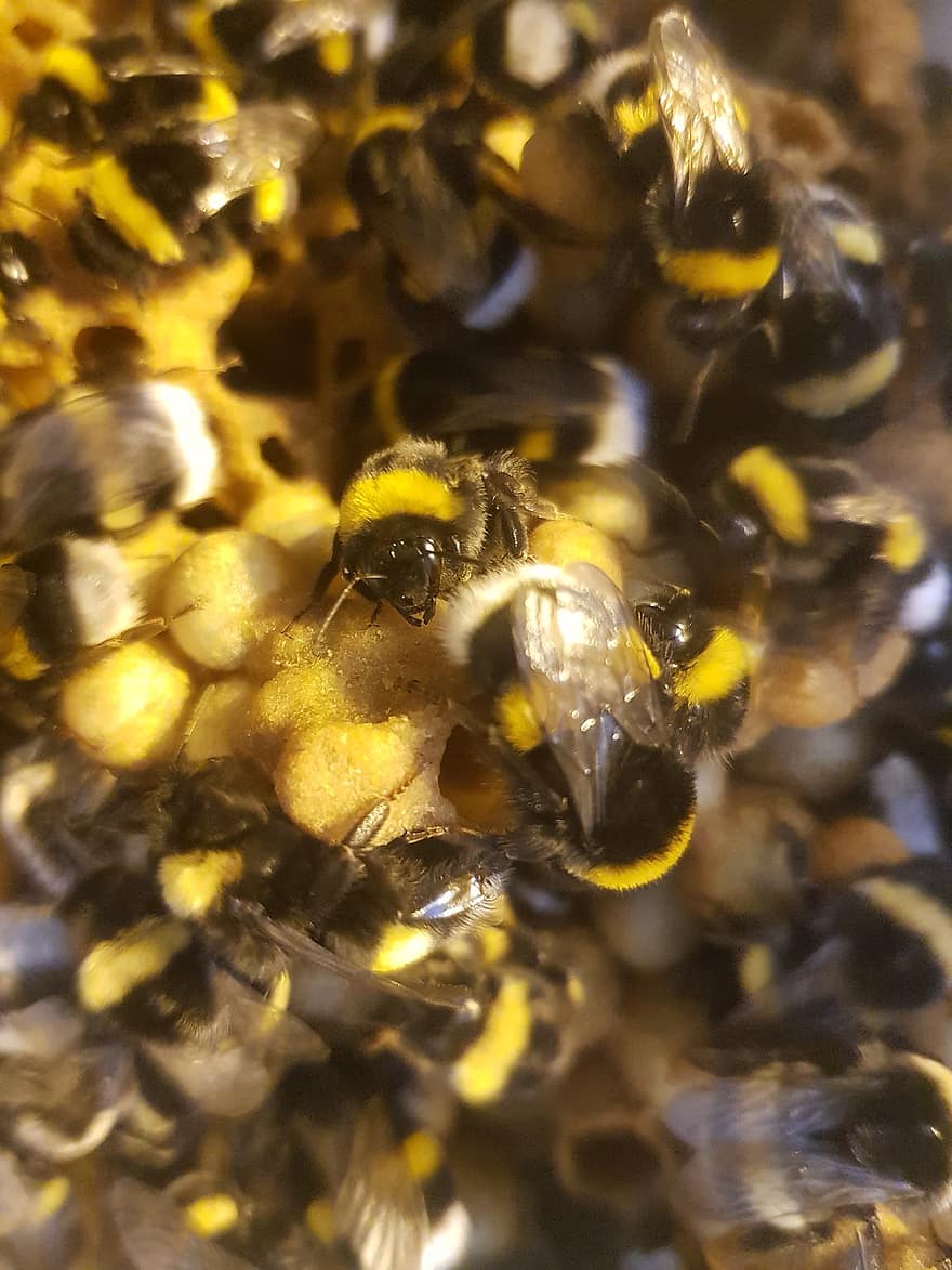 abejas, insectos, macro, abejas de miel, insectos alados, miel, enjambre de abejas, alas, colmena, cría, himenópteros
