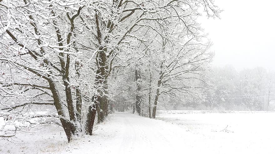 neige, hiver, République Tchèque, des arbres, la nature, arbre, forêt, saison, paysage, gel, branche