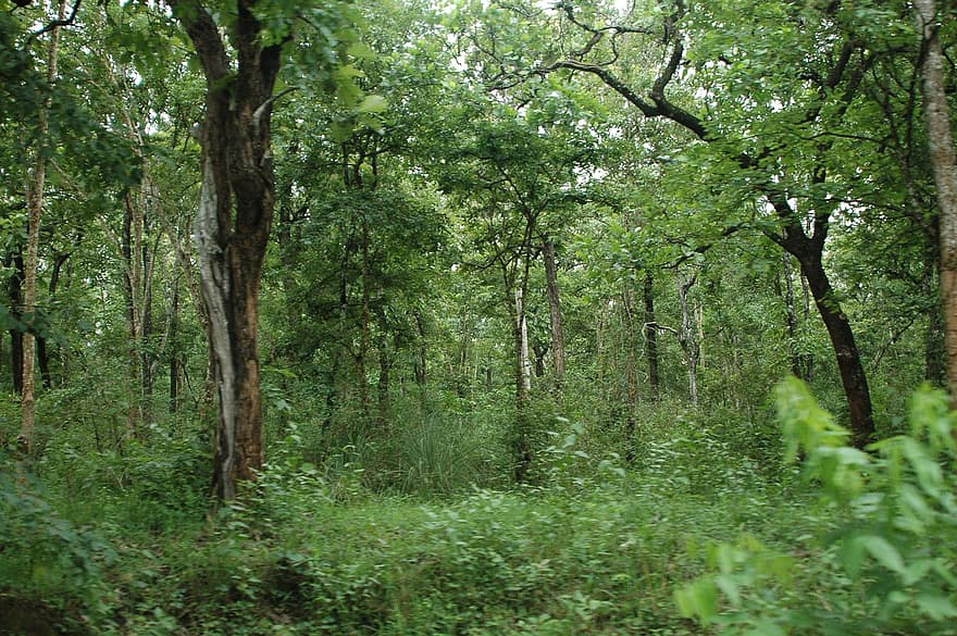 skog, Bandipur nationalpark, indien, karnatakaen, trän
