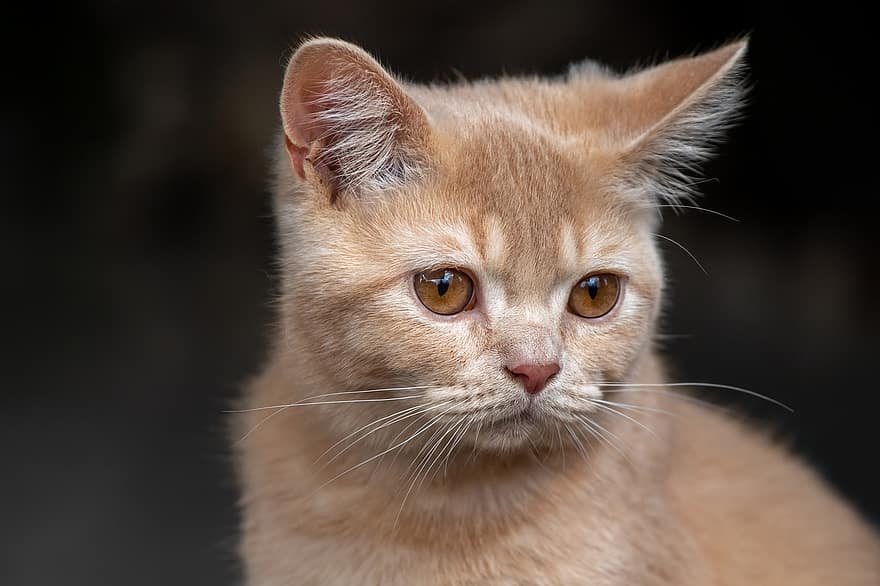 kedi, Britanya ile ilgili stenografi, doğurmak, hayvan, memeli, Evcil Hayvan, kedi yavrusu, Evcil Hayvanlar, sevimli, ev kedisi, kedi bıyığı