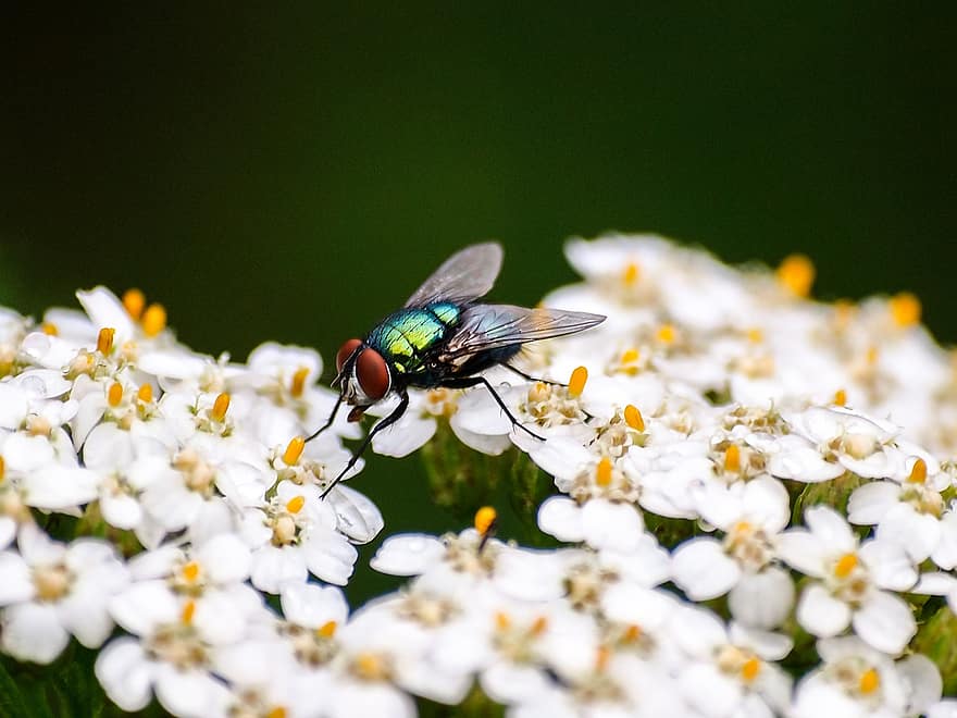 Fly, Insect, Flowers, White Flowers, Plant, Meadow, Nature