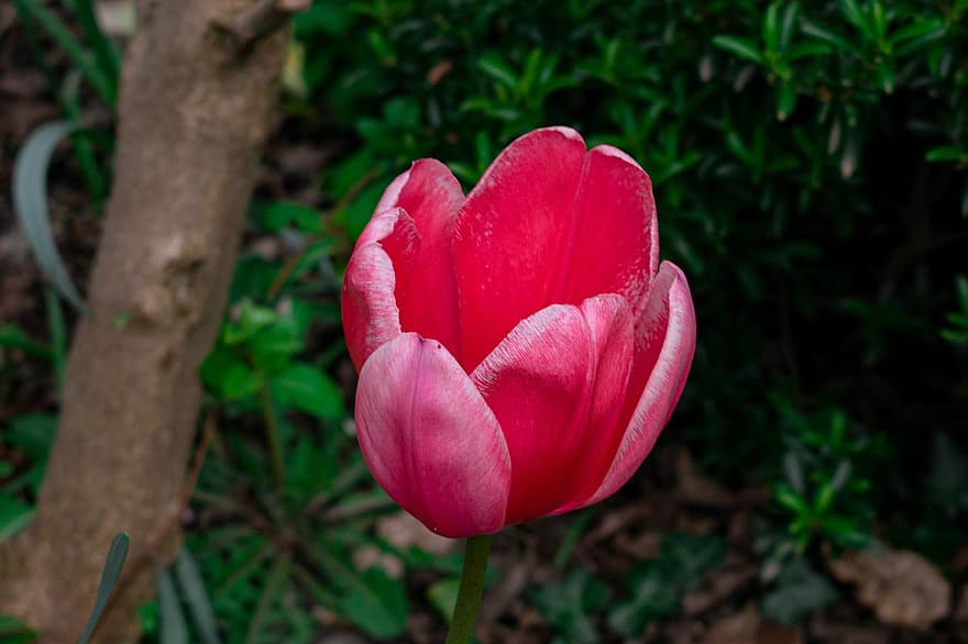 tulipan, blomst, anlegg, petals, flora, hage, natur, blomsterhodet, sommer, petal, blad