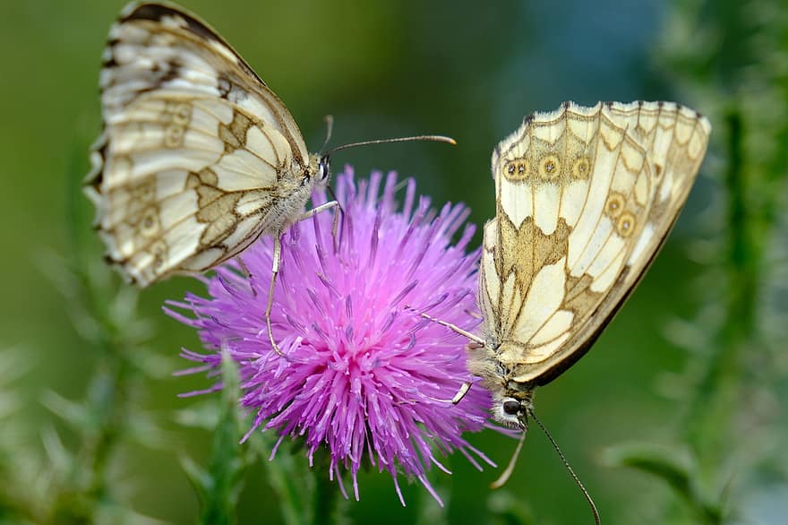 Butterflies, Flower, Pollinate, Pollination, Insects, Winged Insects, Bloom, Blossom, Flora, Fauna, Nature