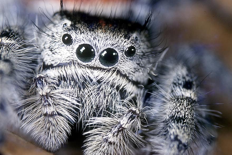 araignée, yeux d'araignée, la nature, animal, arachnide, poilu, faune, les yeux, arachnophobie