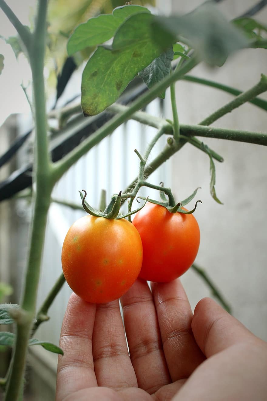 tomater, frukt, anlegg, hånd, mat, spiselig, organisk, naturlig, produsere, hage, natur