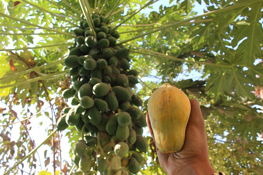 папайя, манго, фрукти, зростання, органічні, сільське господарство, насіння, квітка, овочі
