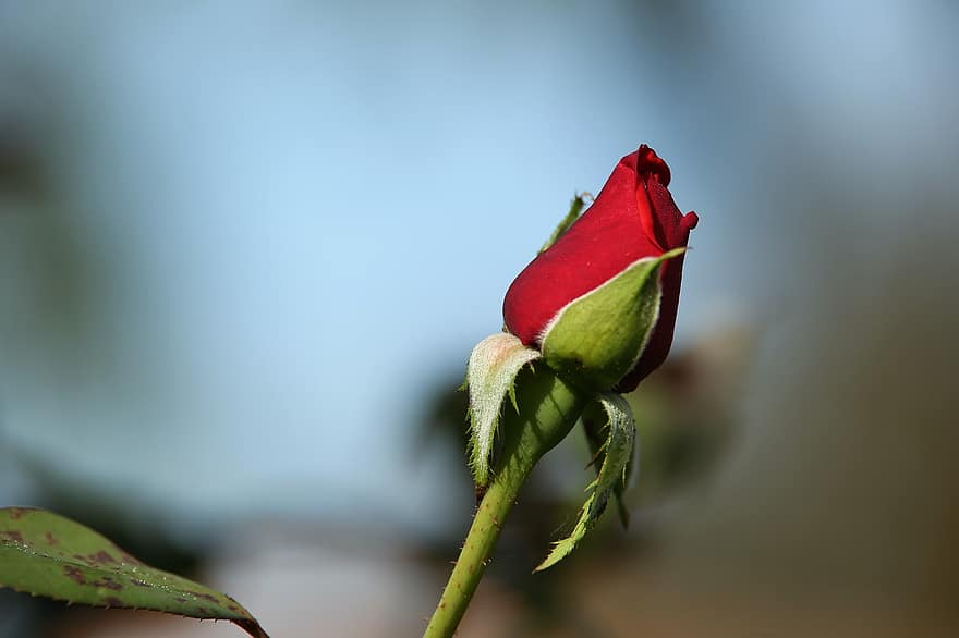 троянда, бутон, червона троянда оксамит, Червона квітка, червоні пелюстки, квітка, цвітіння, квітуча рослина, декоративна рослина, Рослина, флора