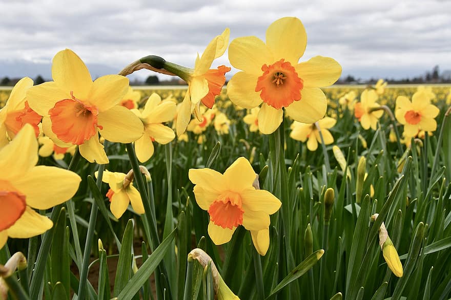 Flowers, Daffodil, Botany, Field, Spring, Seasonal, Bloom, Blossom, flower, summer, green color