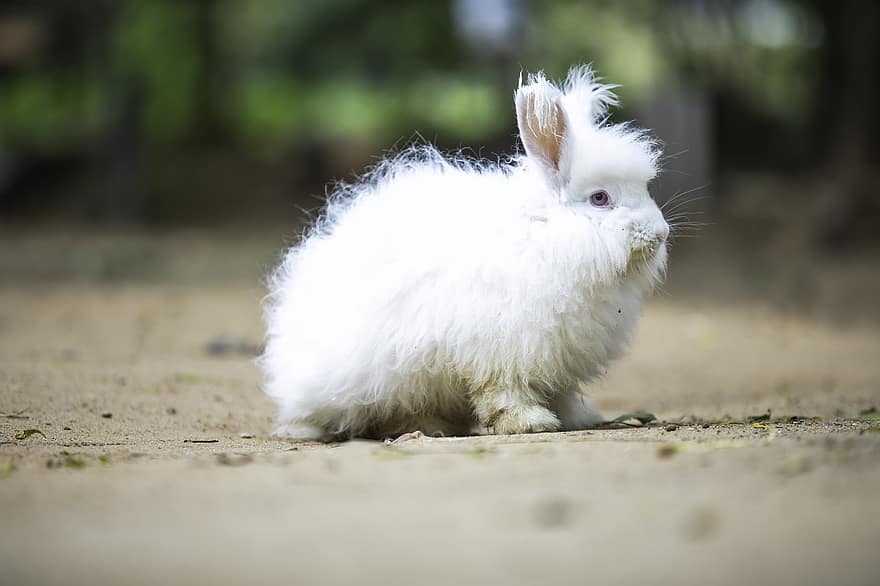 토끼, 하얀 토끼, 착한 애, 집 애완 동물, 귀엽다, 애완 동물, 어린 동물, 작은, 모호한, 잔디, 모피