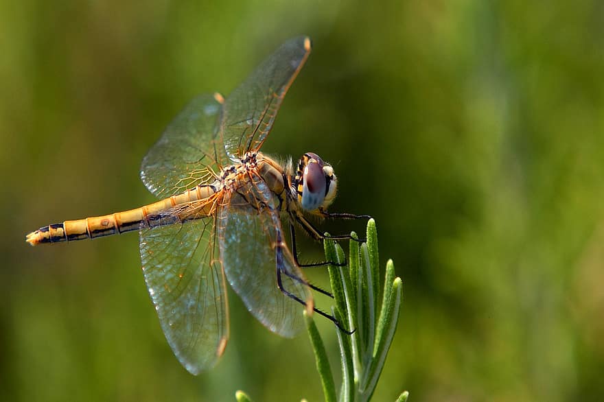 Dragonfly, Insect, Wings, Animal, Nature, Biology, Wildlife, Anisoptera, Odonata