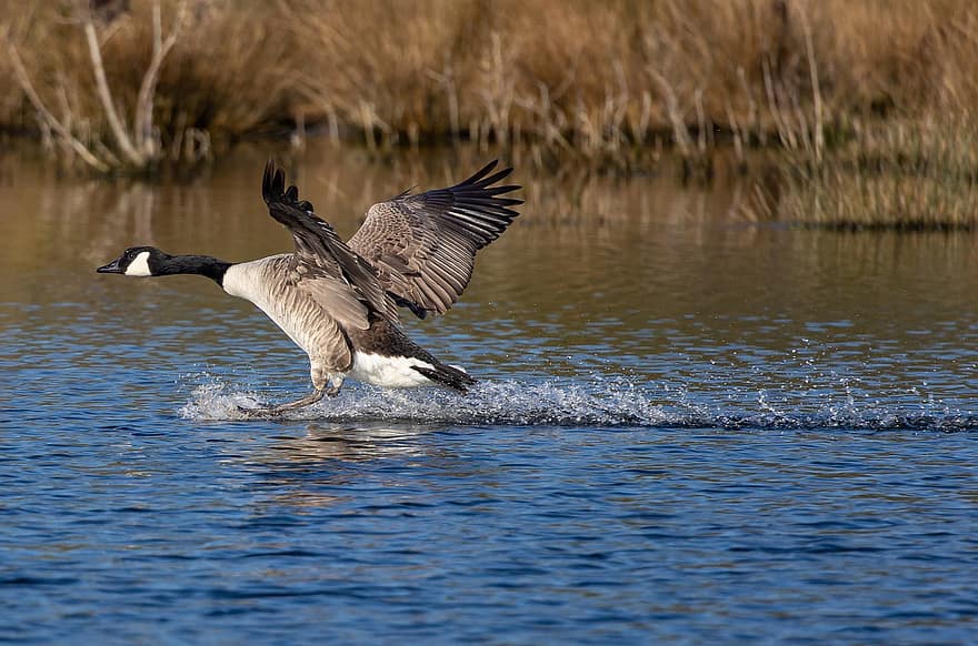 Canada Goose, Goose, Lake, Landing, Flying, Gander, Bird, Waterfowl, Water Bird, Aquatic Bird, Animal