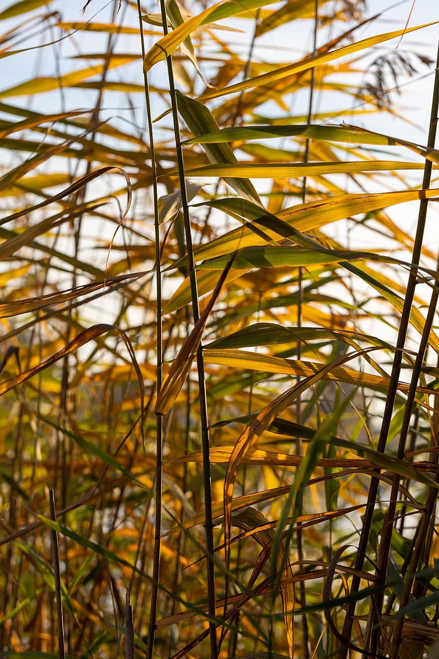Common Reed, Leaves, Fall, Autumn, Autumn Leaves, Foliage, Stem, Plant, Nature