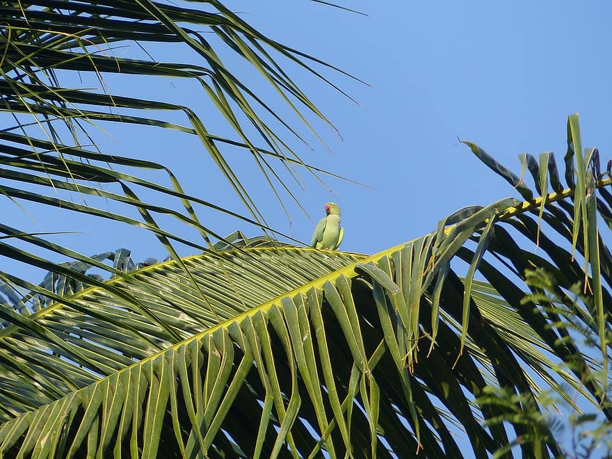 птица, папагал, орнитология, вид, фауна, птичи, животно, дивата природа, тропически, палми, зелен цвят