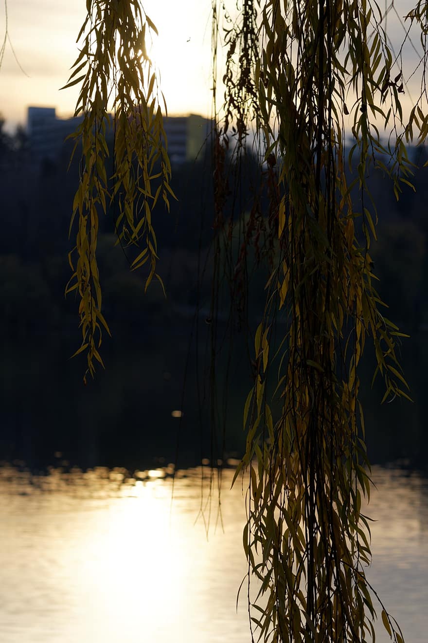 листья, ива, озеро, природа