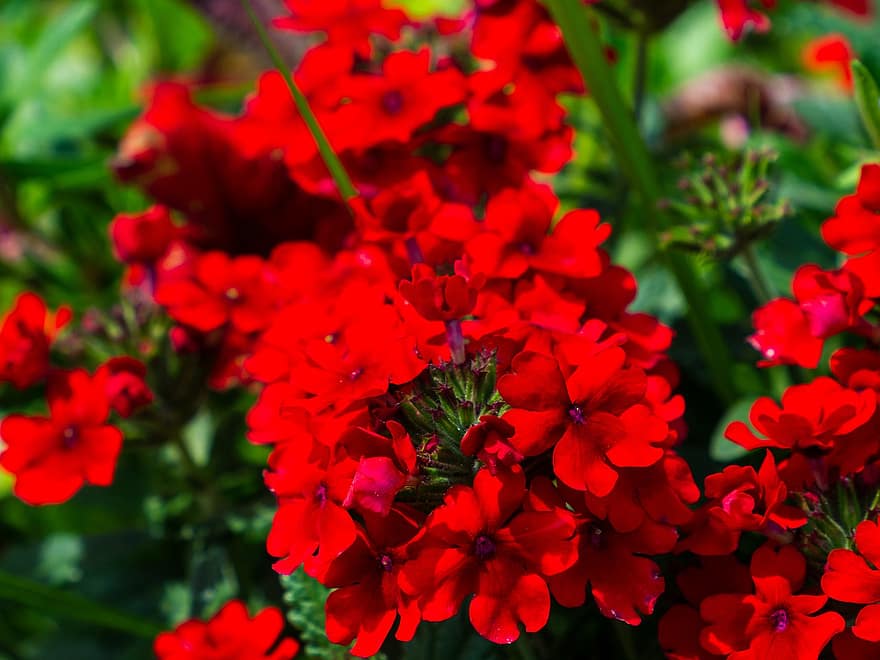 rojo, planta, flor, floración, Al por menor, Skalka, jardín, naturaleza