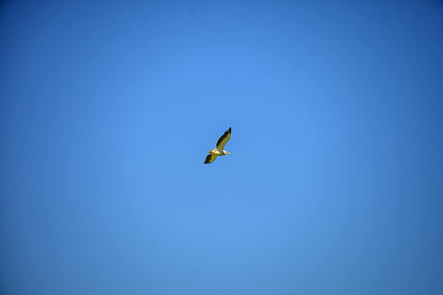 paukštis, skraidantis, dangus, gyvūnas, laukinės gamtos, sparnai, skrydis, migracija, mėlyna, gyvūnams, plunksna
