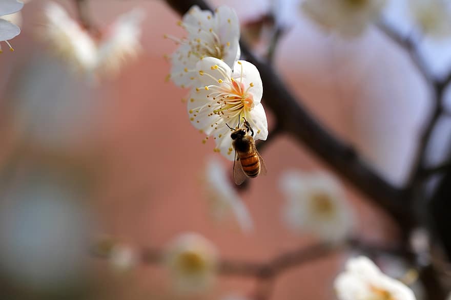 Plum Blossom, Flowers, Bee, Insect, Spring, Petals, Bloom, Blossom, Tree, Nature, flower