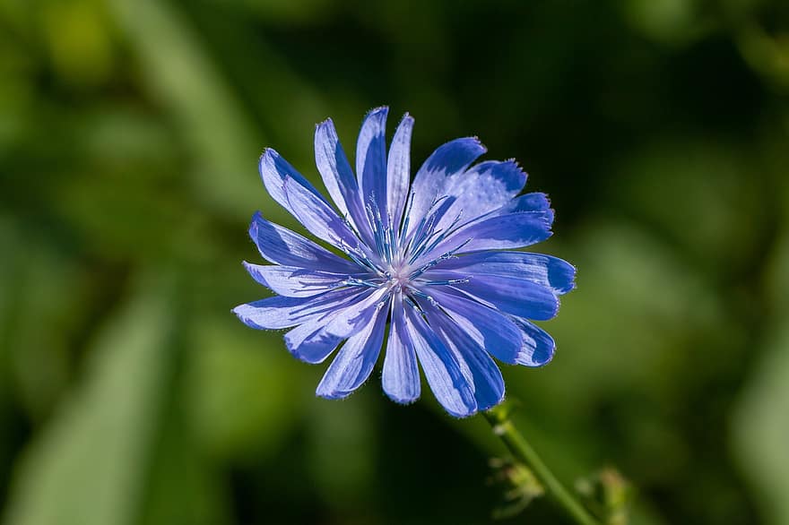 Common Chicory, Chicory, Medicinal Plant, Blossom, Bloom, Flower, Blue, Composites, Wild Flower, Wayside, Plant