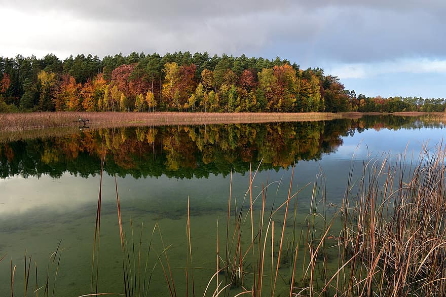 湖、森林、秋、自然、木、葦、水、反射、森の中、雨雲、曇り