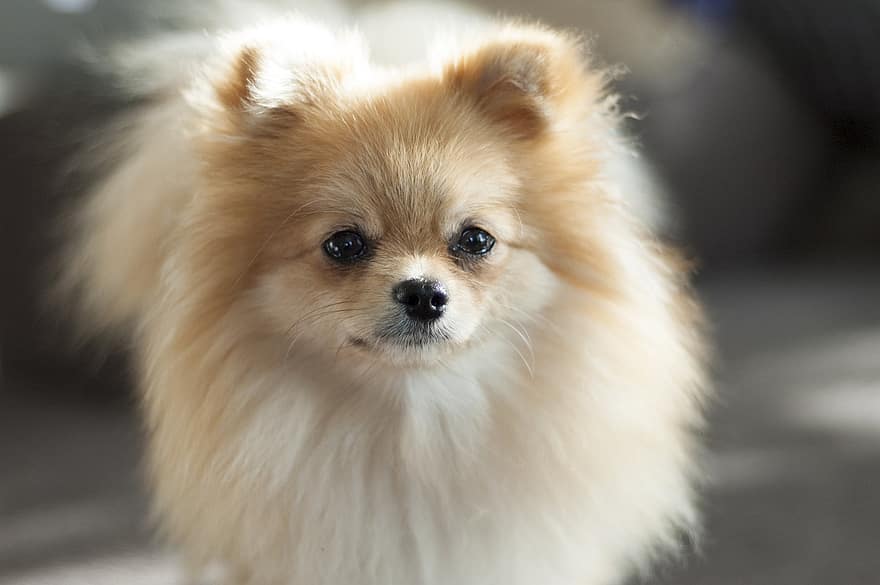 Pomeranian, कुत्ता, पालतू पशु, भुलक्कड़, जानवर, घरेलू, कुत्ते का, सस्तन प्राणी, पोस्तीन का, प्यारा