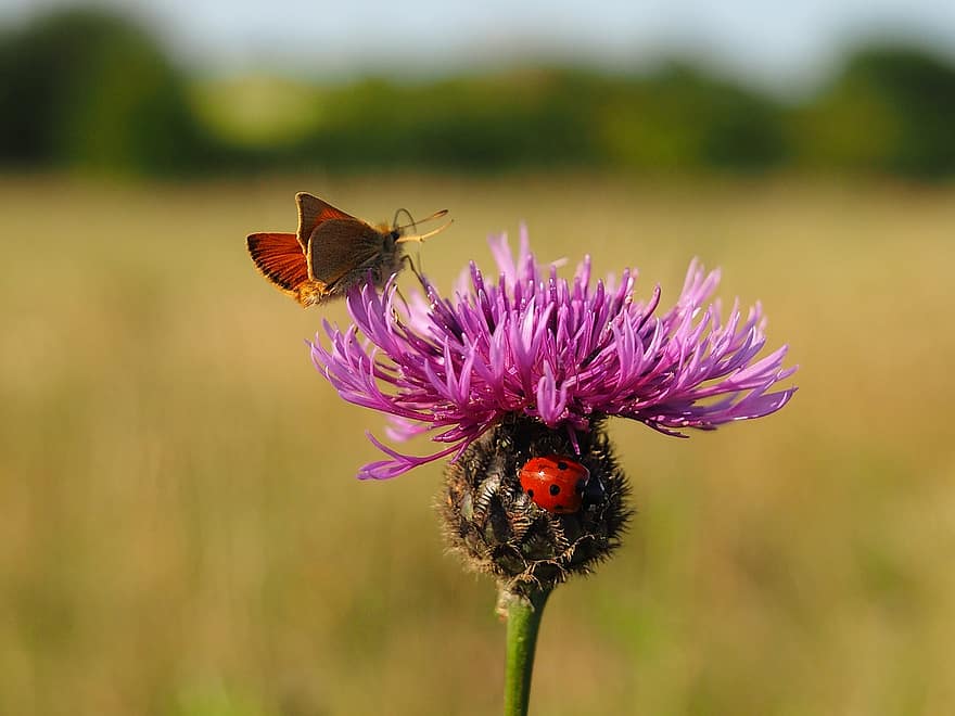 lila Blume, Hampshire, England, Marienkäfer, Pflanzen, Insekt, Tierwelt, Sommer-, Wiese, Landschaft, ländlich