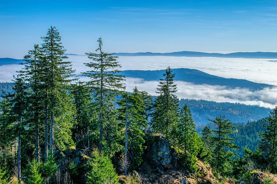 rừng phong bavarian, Bavaria, rừng, ngã, sương mù, Thiên nhiên, núi, phong cảnh, cây, màu xanh da trời, mùa hè