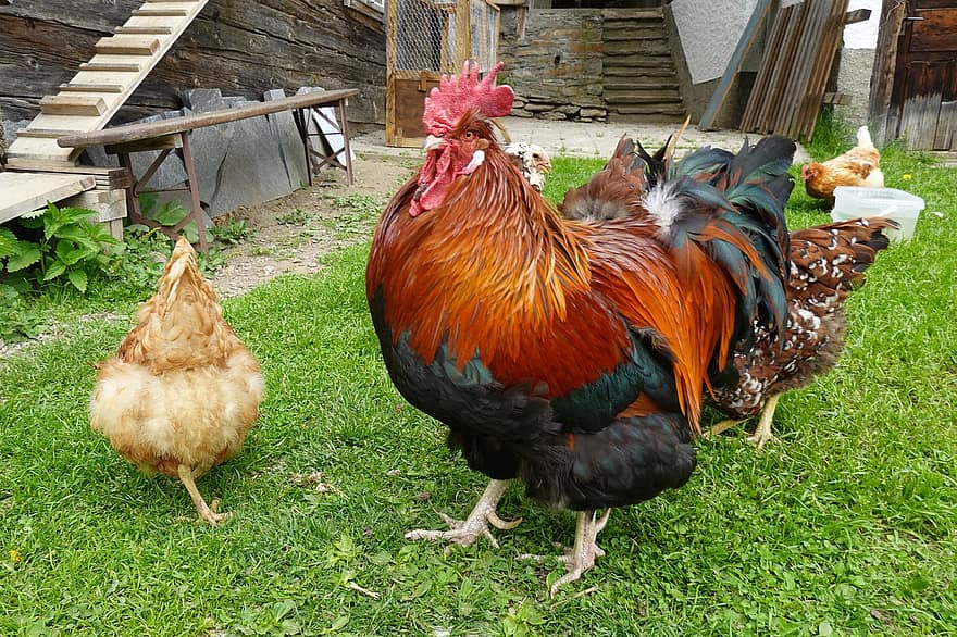 gallo, pollos, aves de corral, cooperativa, animales de granja, granja, pollo, pájaro, ganado, agricultura, escena rural