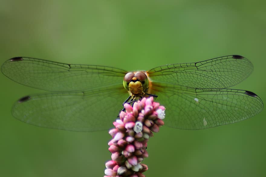 dragonfly, insekt, natur, makro, vinge, nærbilde, miljøvern, beskyttelse av arter, darter sympetrum