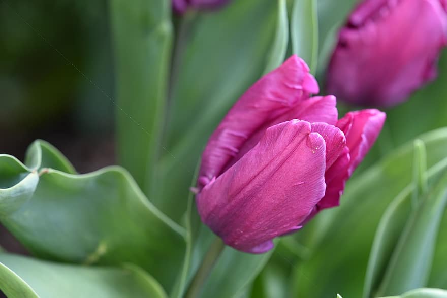 チューリップ、花、ピンク、花びら、ピンクの花びら、ピンクのチューリップ、ピンクの花、咲く、自然、春、春の花