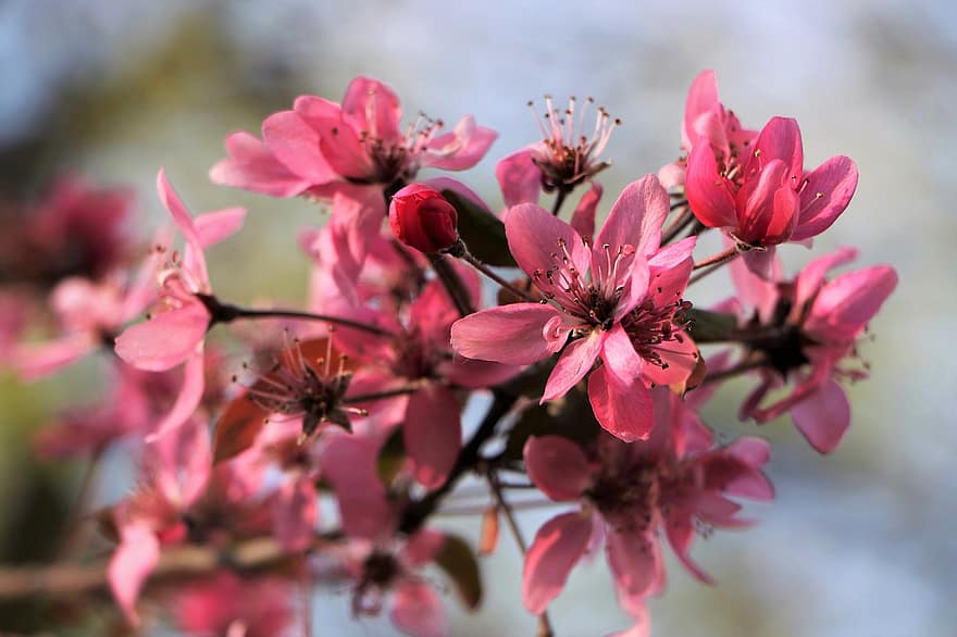 lyserøde blomster, forår, blomstrende, pink kronblade, grene, flora, blomster, natur, udendørs