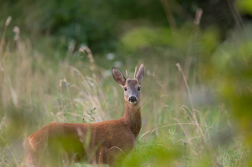 Deer, Roe, Ruminant, Mammal, Animal, Hoofed Ruminant, Wildlife, Wilderness, Grass, Nature, Outdoors