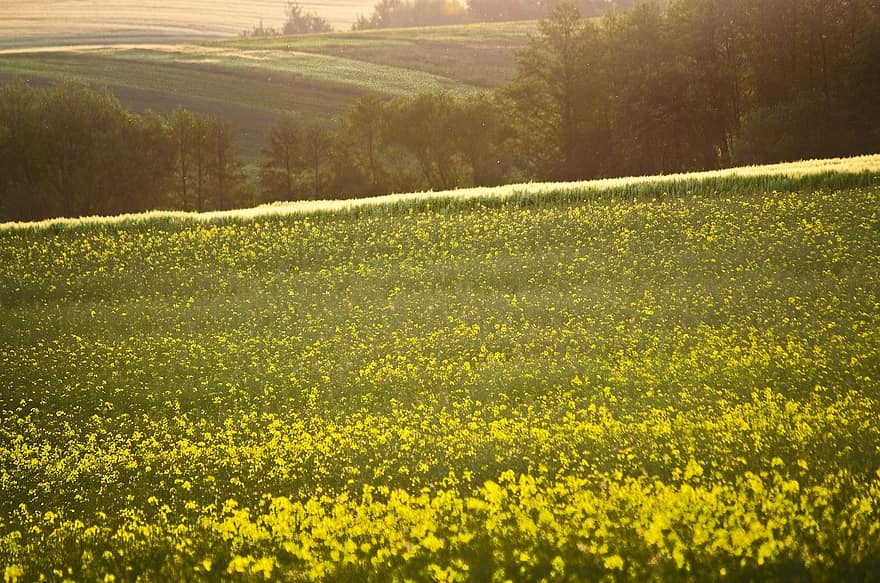 đồng cỏ, đồi núi, hạt cải dầu, cánh đồng, Thiên nhiên, nông thôn, ngoài trời, cảnh nông thôn, màu vàng, cỏ, mùa hè