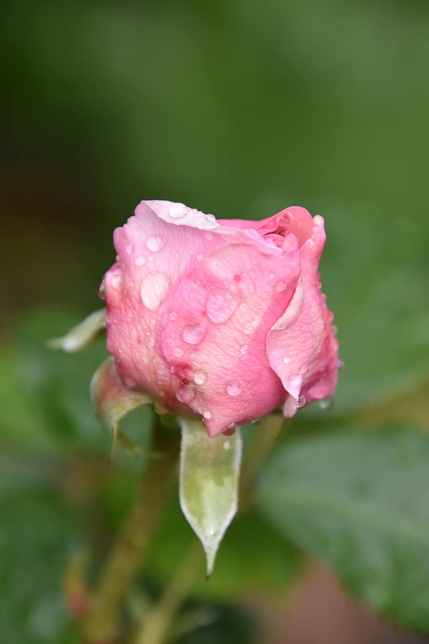 розов, бутон, природа, градина, дъжд, капки, цвете, вода