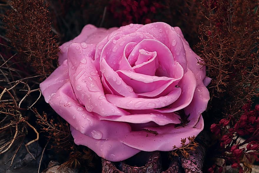 Восковая роза, Роза, цветок, лепестки, розовая роза, мокрый, капля воды, цвести, цветение, завод, Флора