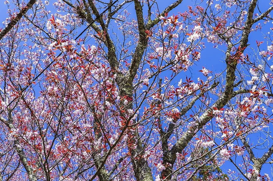 sakura, kukat, kirsikankukkia, puu, vaaleanpunaiset terälehdet, terälehdet, kukinta, kukka, kasvisto, kevään kukat, luonto