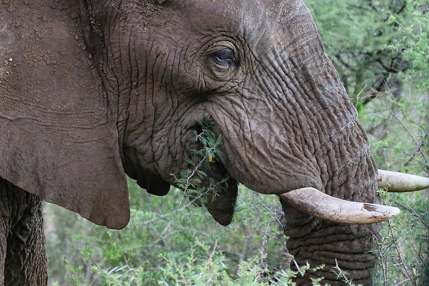 слон, млекопитающее, клыки, глаз, природа, Африка