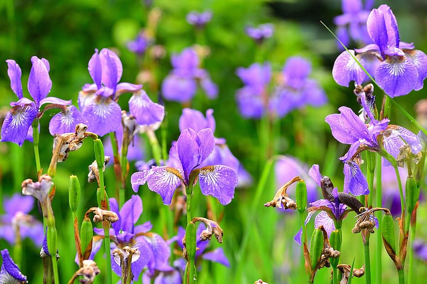 blomster, iris, snegl, blomst, natur, vår, lilla, fiolett, hage, flora, sommer