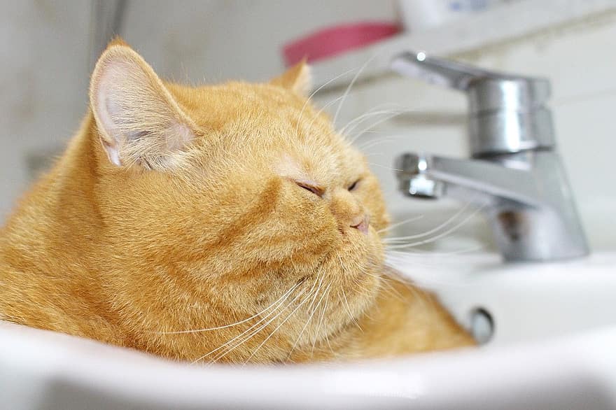 con mèo, Garfield Cat, bồn rửa, mướp, mướp cam, mèo màu cam, mèo béo, mèo con, trong nước, vật nuôi