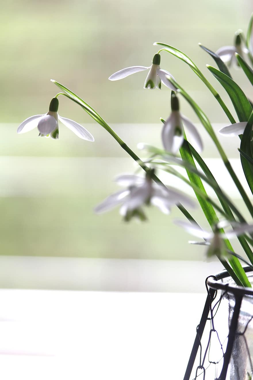 Snowdrop, Flowers, Plant, Vase, Bloom, Ornament, Decoration, Love, Blossoms, Spring, green color