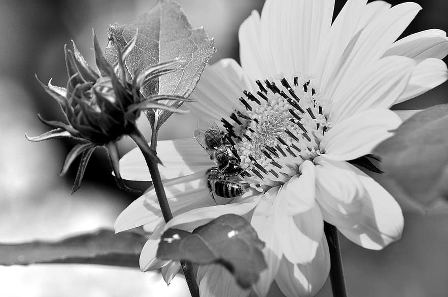 solsikke, bier, blomstre, blomst, anlegg, pollen, petals, nærbilde, hage, pollinering, svart og hvit